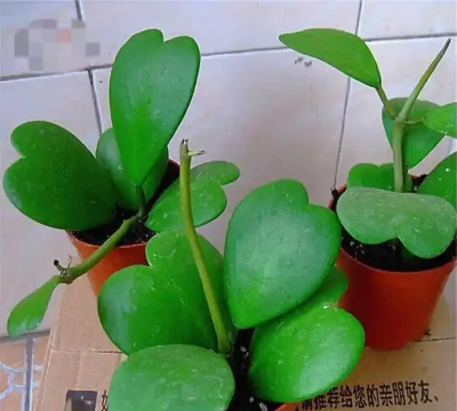 室內盆栽50種綠植