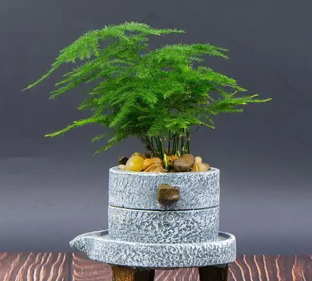 室內盆栽50種綠植
