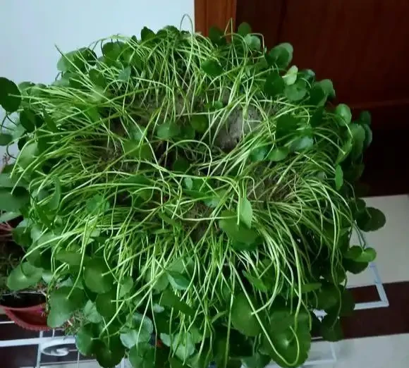 室內盆栽50種綠植