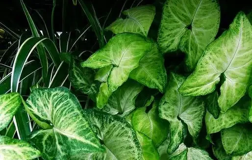室內盆栽50種綠植