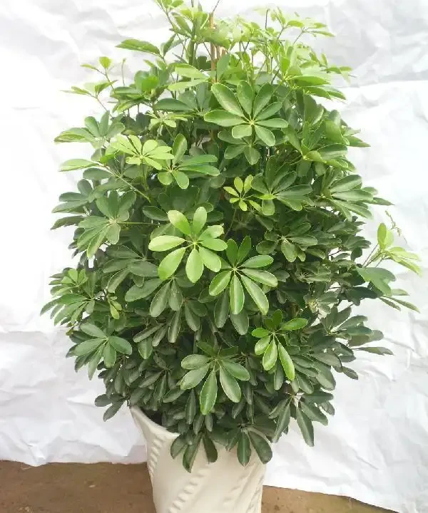 室內盆栽50種綠植