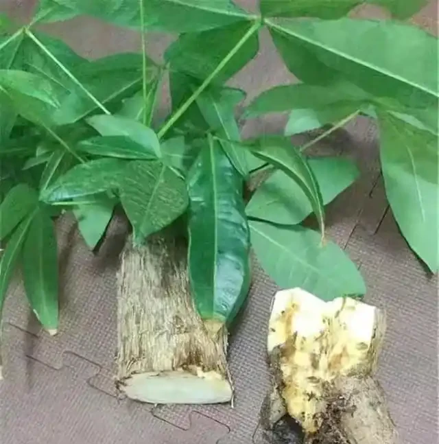 室內盆栽50種綠植