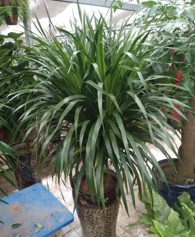 室內盆栽50種綠植