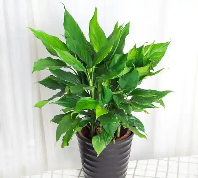 室內盆栽50種綠植