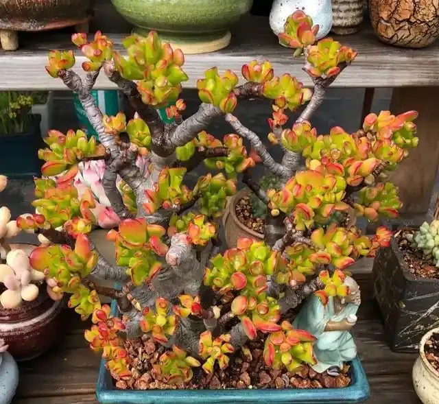 室內盆栽50種綠植