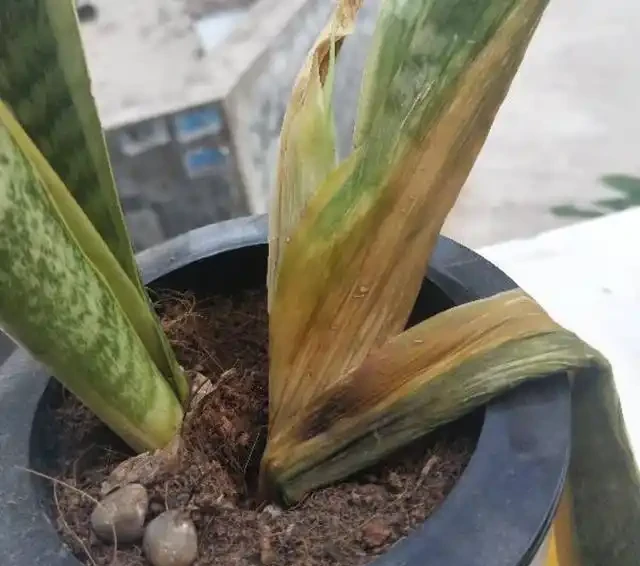 室內盆栽50種綠植