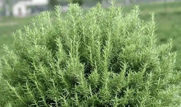 室內盆栽50種綠植