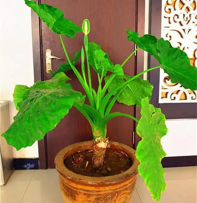室內盆栽50種綠植