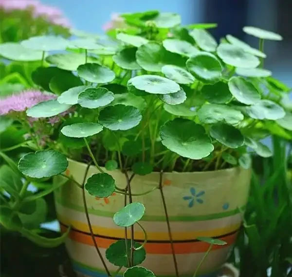 室內盆栽50種綠植