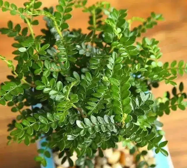 室內盆栽50種綠植