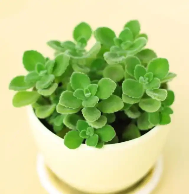 室內盆栽50種綠植