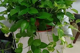 室內盆栽50種綠植