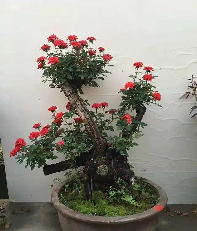 養玫瑰老樁,注意這「4點」,蹭蹭發芽,筍芽多,花苞大,開滿枝