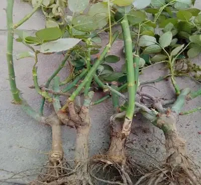 養玫瑰老樁,注意這「4點」,蹭蹭發芽,筍芽多,花苞大,開滿枝