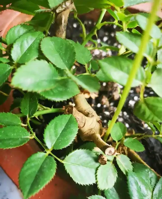 養玫瑰老樁,注意這「4點」,蹭蹭發芽,筍芽多,花苞大,開滿枝