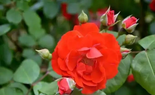 養玫瑰老樁,注意這「4點」,蹭蹭發芽,筍芽多,花苞大,開滿枝