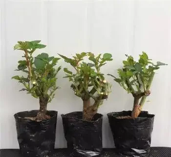 養玫瑰老樁,注意這「4點」,蹭蹭發芽,筍芽多,花苞大,開滿枝