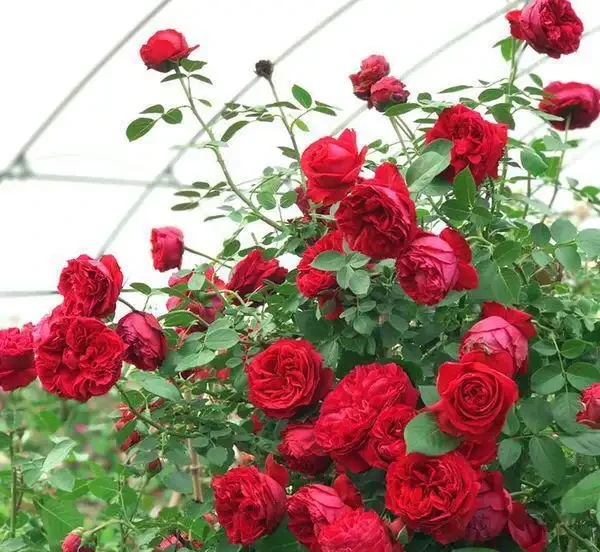 養玫瑰老樁，注意這「4點」，蹭蹭發芽，筍芽多，花苞大，開滿枝