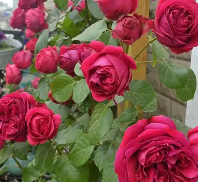 養玫瑰老樁,注意這「4點」,蹭蹭發芽,筍芽多,花苞大,開滿枝