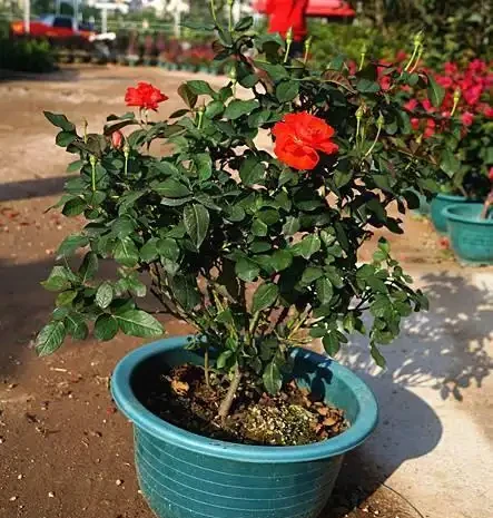 養玫瑰老樁,注意這「4點」,蹭蹭發芽,筍芽多,花苞大,開滿枝