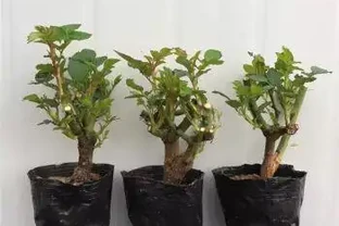 養玫瑰老樁，注意這「4點」，蹭蹭發芽，筍芽多，花苞大，開滿枝