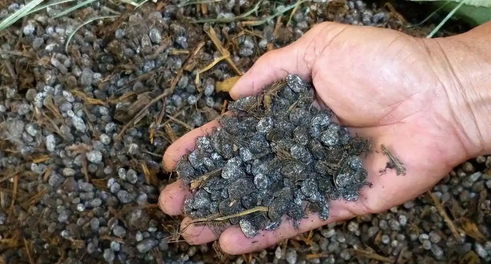 6種「小垃圾」,養花是個寶,花盆埋一把,呼呼開大花