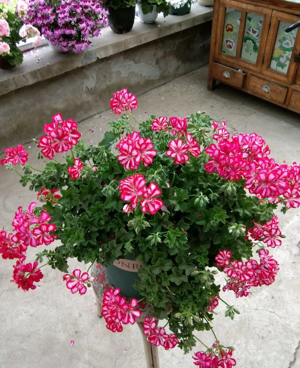 6種「小垃圾」,養花是個寶,花盆埋一把,呼呼開大花