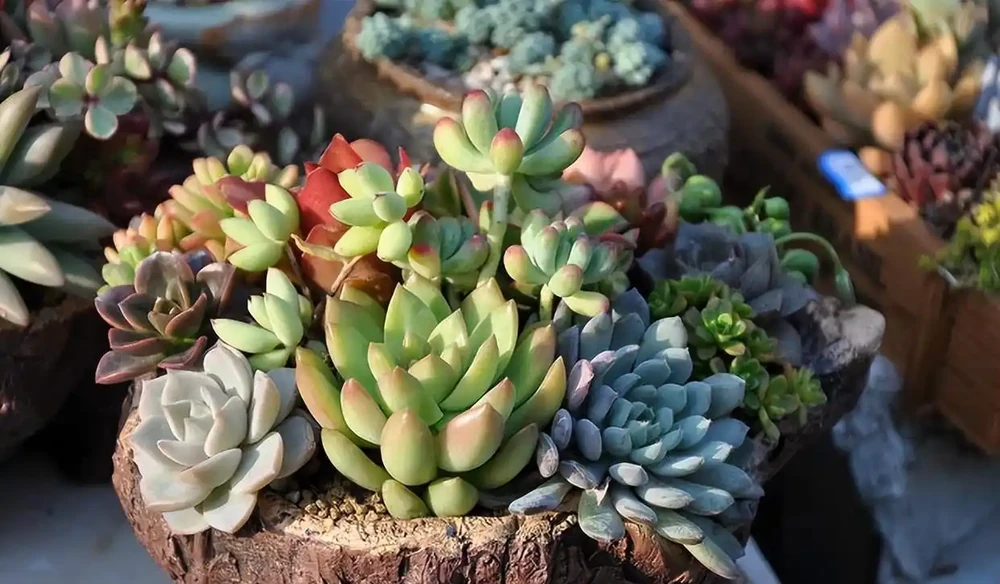 6種「小垃圾」,養花是個寶,花盆埋一把,呼呼開大花