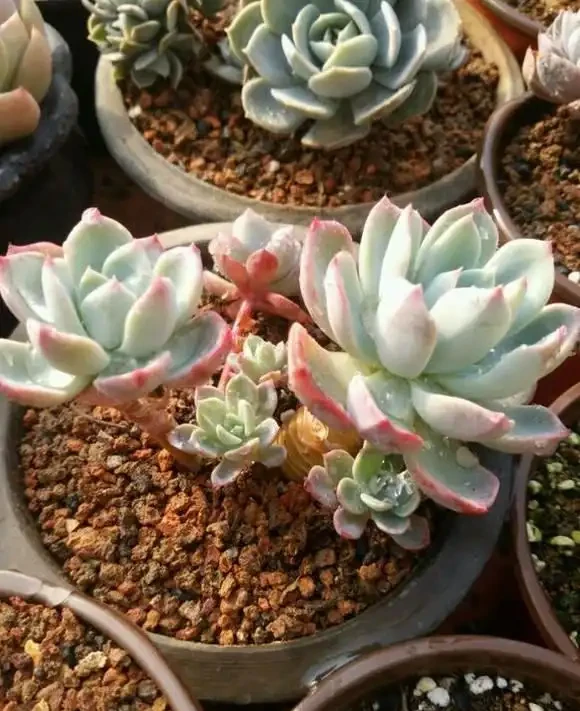 6種「小垃圾」,養花是個寶,花盆埋一把,呼呼開大花