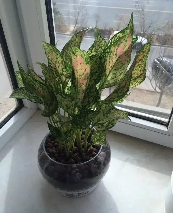 6種「小垃圾」,養花是個寶,花盆埋一把,呼呼開大花