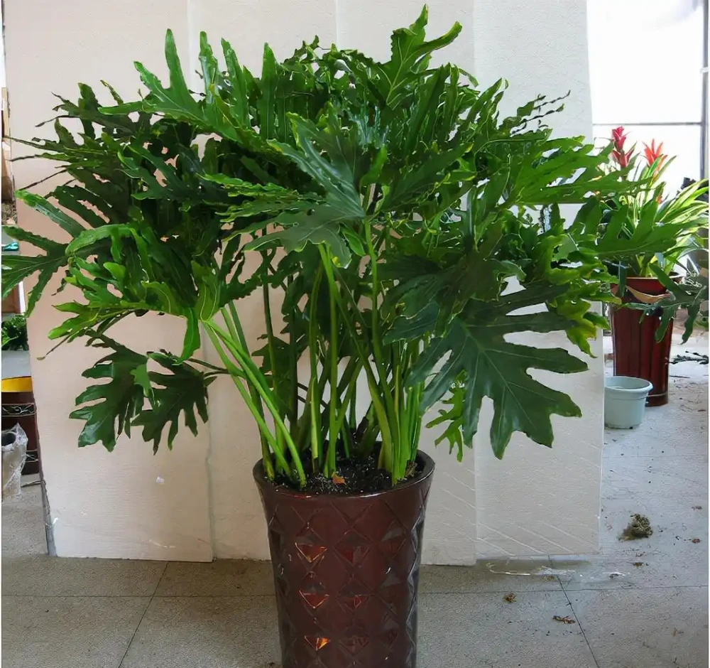 6種「小垃圾」，養花是個寶，花盆埋一把，呼呼開大花