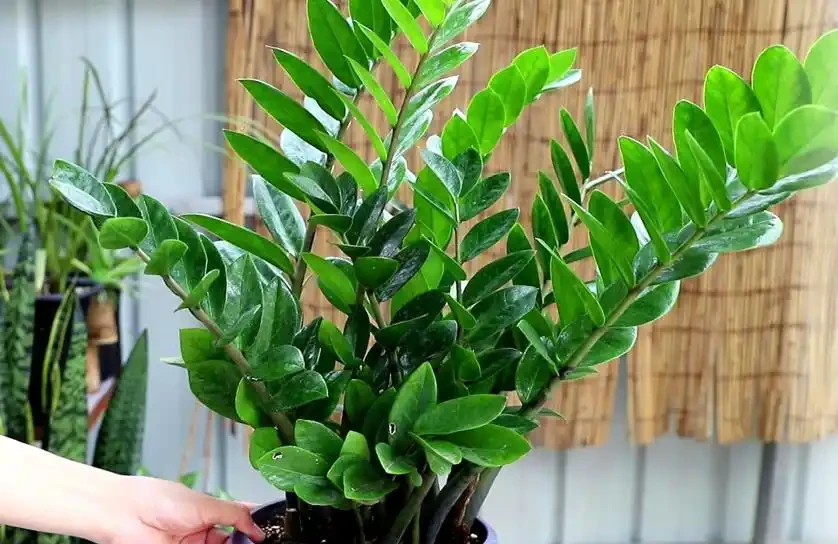 6種「小垃圾」,養花是個寶,花盆埋一把,呼呼開大花