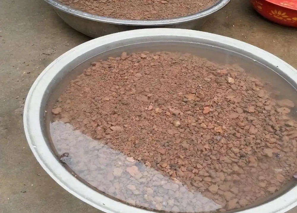 6種「小垃圾」,養花是個寶,花盆埋一把,呼呼開大花
