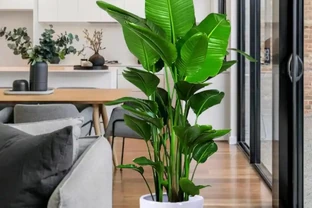6種「小垃圾」，養花是個寶，花盆埋一把，呼呼開大花