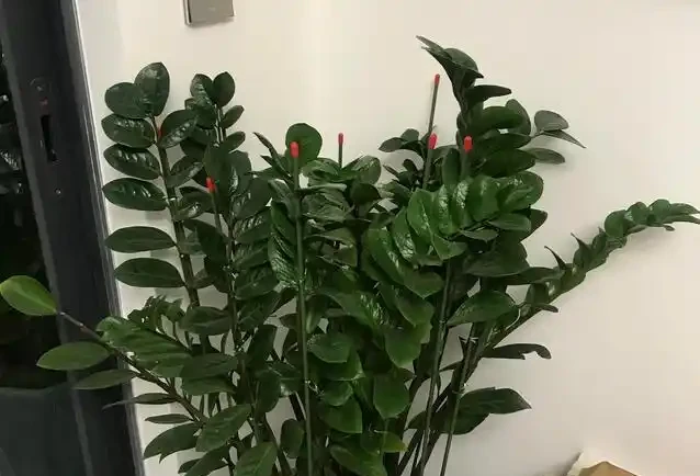 雪鐵芋怎麼修剪?記住「小動作」,枝葉濃綠有精神