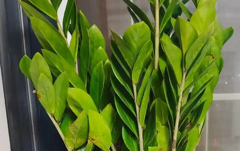 雪鐵芋怎麼修剪?記住「小動作」,枝葉濃綠有精神