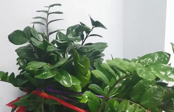 雪鐵芋怎麼修剪?記住「小動作」,枝葉濃綠有精神