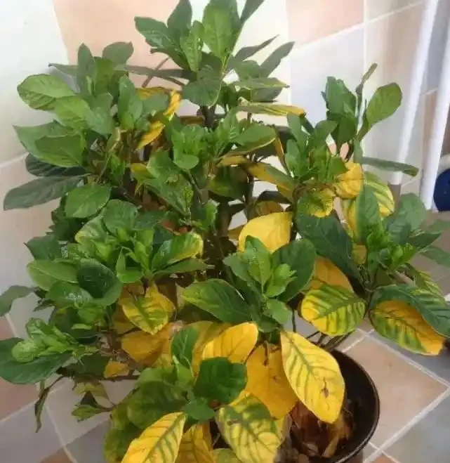 綠植葉子發黃的四種原因和處理方法
