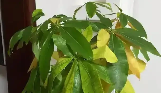 綠植葉子發黃的四種原因和處理方法