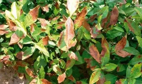 綠植葉子發黃的四種原因和處理方法