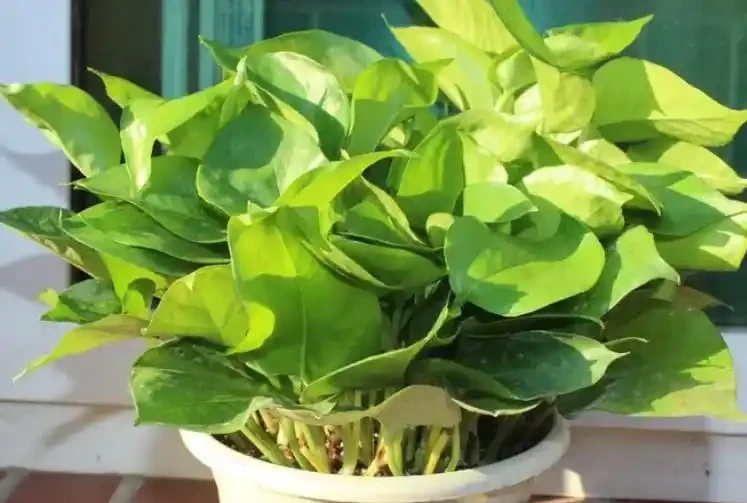 綠植葉子發黃的四種原因和處理方法