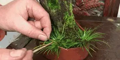 綠植葉子發黃的四種原因和處理方法