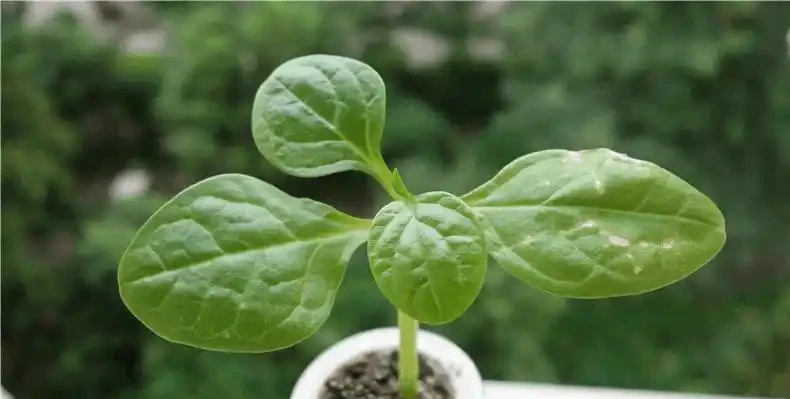 綠植葉子發黃的四種原因和處理方法