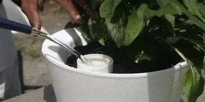 綠植葉子發黃的四種原因和處理方法