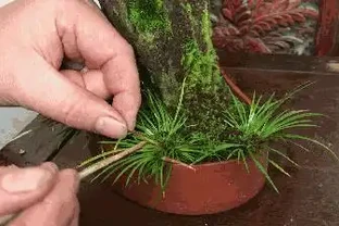 綠植葉子發黃的四種原因和處理方法