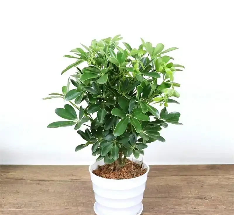 養什麼花好,推薦6種木本植物,養護簡單年年升值,喜歡嗎?