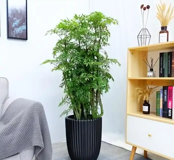 養什麼花好,推薦6種木本植物,養護簡單年年升值,喜歡嗎?