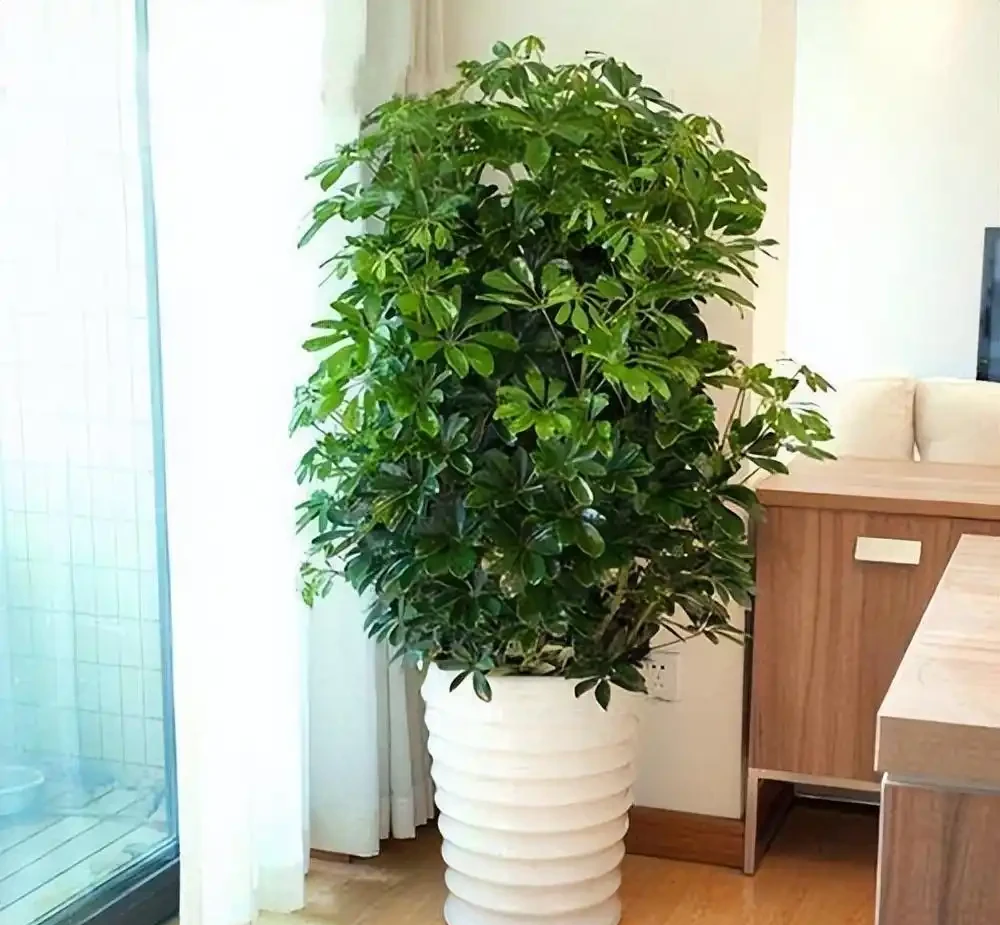 養什麼花好,推薦6種木本植物,養護簡單年年升值,喜歡嗎?