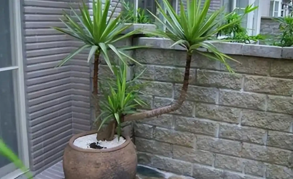 養什麼花好,推薦6種木本植物,養護簡單年年升值,喜歡嗎?
