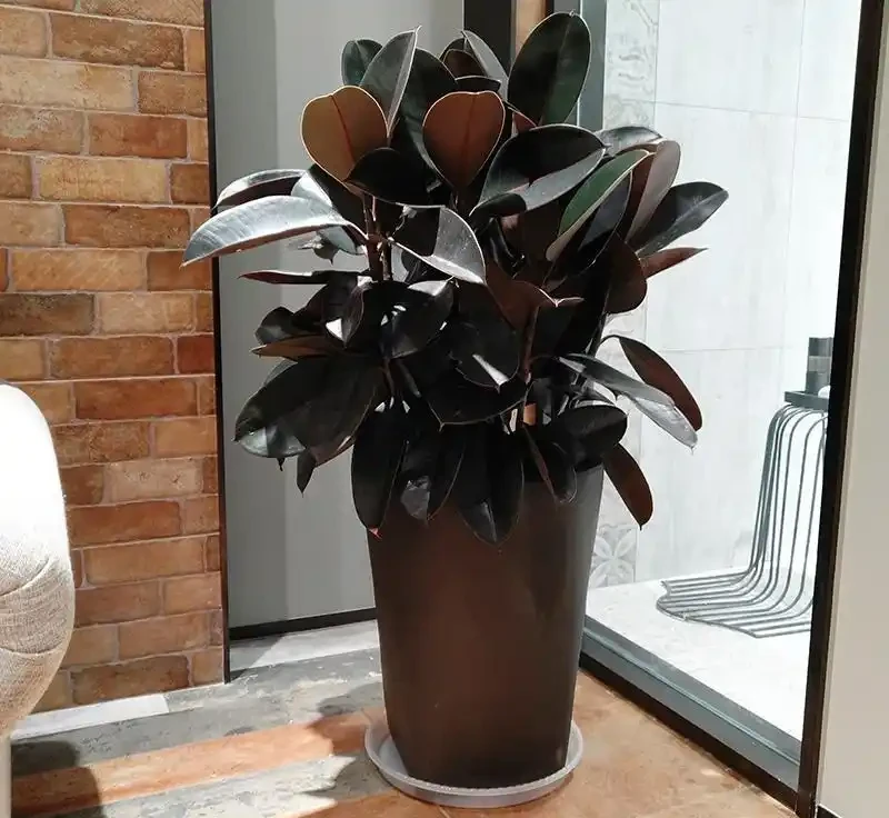養什麼花好,推薦6種木本植物,養護簡單年年升值,喜歡嗎?